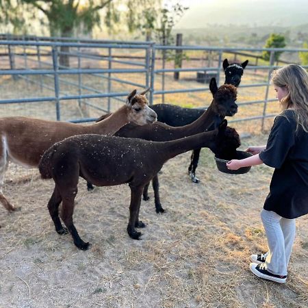 Alpaca Rustic Ranch-Peaceful & Breathtaking Views Apartment Santa Clarita Bagian luar foto