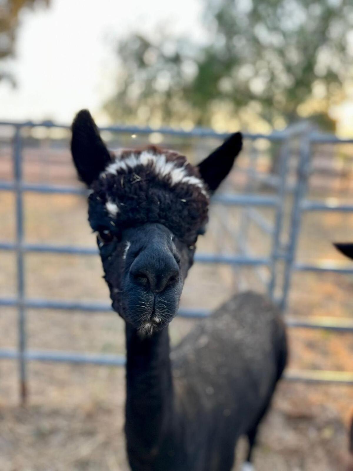 Alpaca Rustic Ranch-Peaceful & Breathtaking Views Apartment Santa Clarita Bagian luar foto