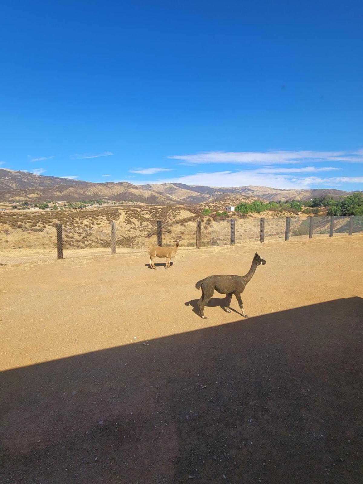 Alpaca Rustic Ranch-Peaceful & Breathtaking Views Apartment Santa Clarita Bagian luar foto