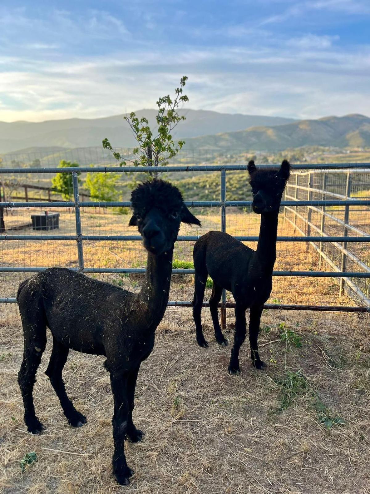 Alpaca Rustic Ranch-Peaceful & Breathtaking Views Apartment Santa Clarita Bagian luar foto