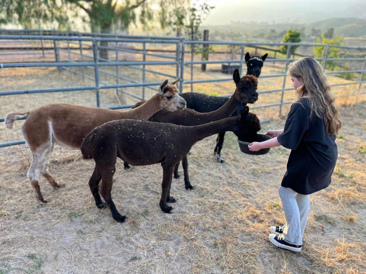 Alpaca Rustic Ranch-Peaceful & Breathtaking Views Apartment Santa Clarita Bagian luar foto